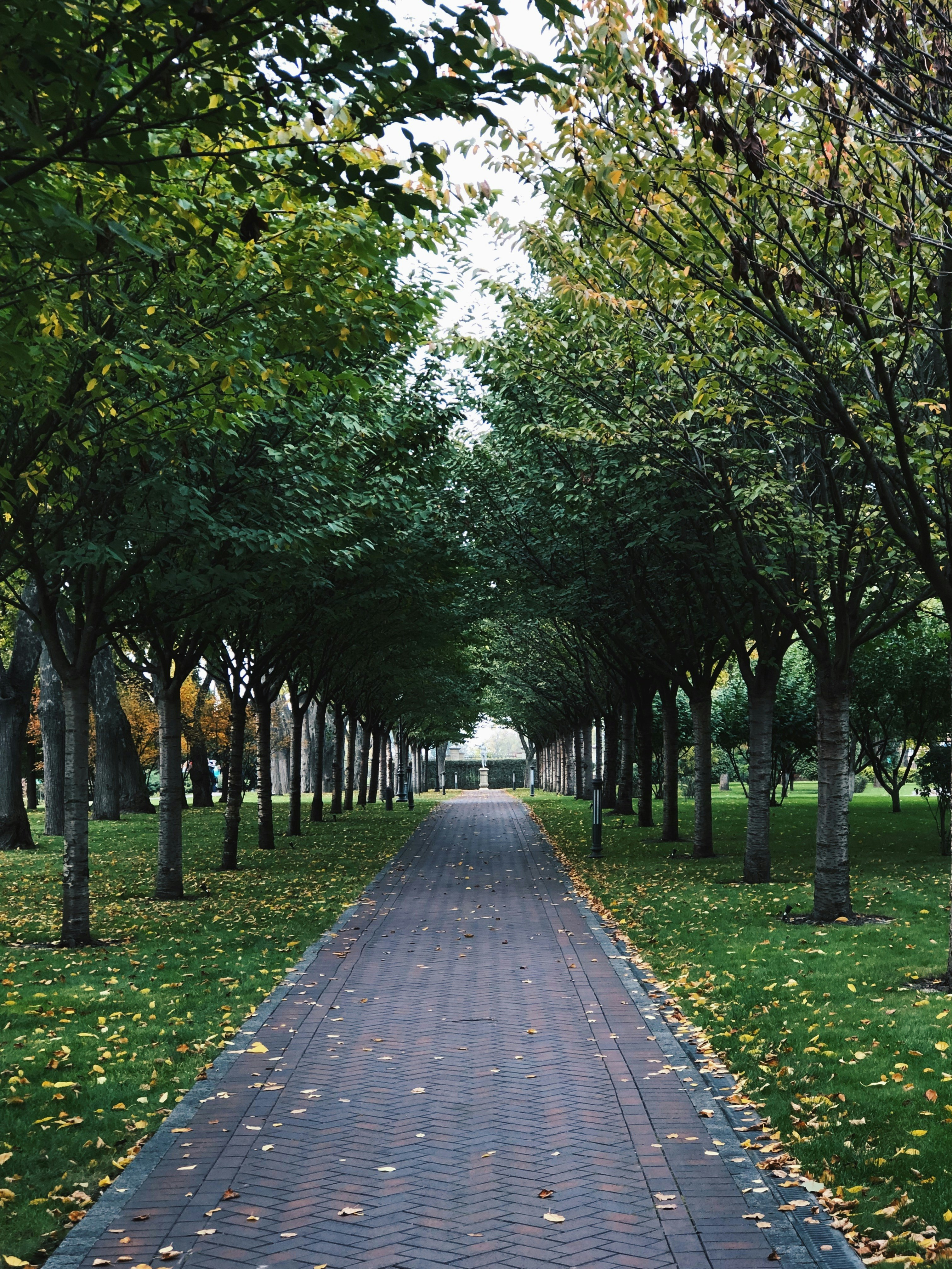 gray concrete pathway between green grass and trees during daytime